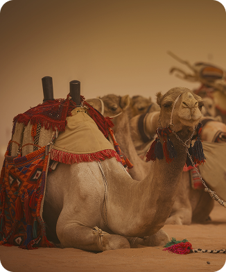 Camels