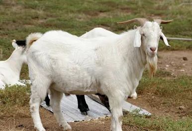 ماعز