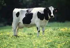 أبقار